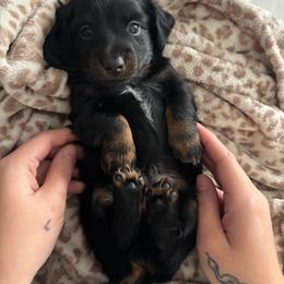Slink - Black male Dachshund puppy in Eastland, Texas from Mavericks Mini Dachshunds