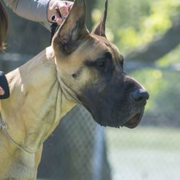 Great Danes from Jaclyn Galusha