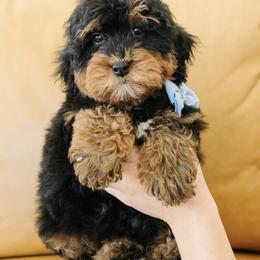 Male Mini Multigenerational Bernedoodle 'Slinky' Blue Collar - Phantom male Bernedoodle puppy in Kamas, Utah from A + E Farms