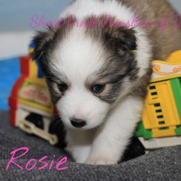 Pomsky Puppies from Short Creek Pomskies of Iowa