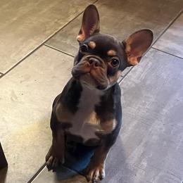 Brock - Black and tan male French Bulldog puppy in Eden, North Carolina from Blackoutbulldogs