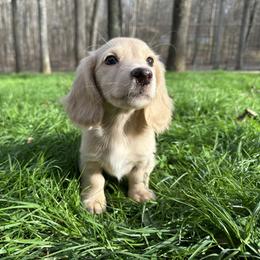 Butters - Cream male Dachshund puppy in Mascot, Tennessee from Magnolia Pearl Dachshunds