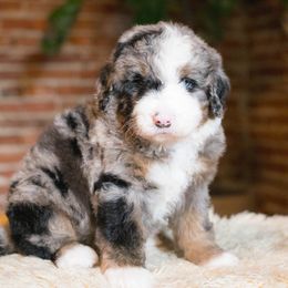 Australian Mountain Doodle puppies from Brick House Farm Doodles