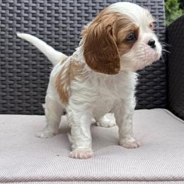 Cavalier King Charles Spaniel Puppies from Acorn Hollow Cavaliers