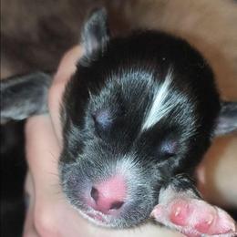 Mercer - Sable and white male Siberian Husky puppy in Richland, Mississippi from Feazell’s Siberian Huskies