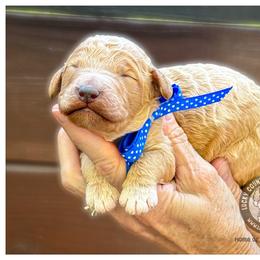 Mister Blue - Apricot male Australian Labradoodle puppy in Wake Forest, North Carolina from Lucky Country Labradoodles