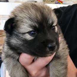 Maya (fka Fern ) - Wolf sable female Pomsky puppy in Norfolk, Virginia from 'Brick'House Couture Pomskies