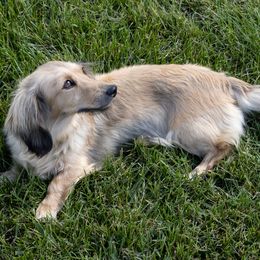 Sadie - Dachshund