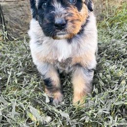 Rome - Aussiedoodle puppy in Ohio from Tranquil Doodles