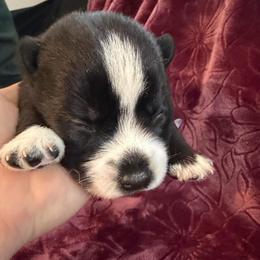 Baloo - Black and white male Pomsky puppy in La Vergne, Tennessee from Atencio Pomsky