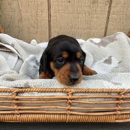 Black and tan shorthair m - Black and tan male Dachshund puppy in Manteca, California from Sweet and Low Dachshunds