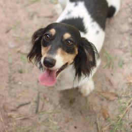 Jane - Dachshund