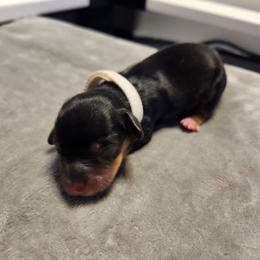 White - Black and cream female Dachshund puppy in Amarillo, Texas from Panhandle Dashing Doxies