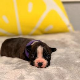 Violet - Brindle and white female Boston Terrier puppy in Hialeah, Florida from K&N Boston Paws