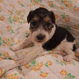 Sir Galahad - White black and tan male Wire Fox Terrier puppy in Lancaster, Missouri from Missouri Meadows Farm