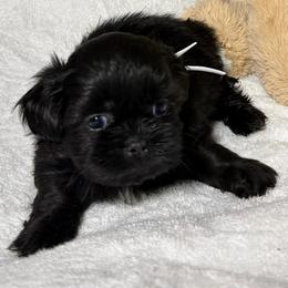 Goofy - Black and white male Shih Tzu puppy in Ocala, Florida from Mimi's Shih-tzus of Ocala