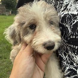 Carolina - Blue merle female Aussiedoodle puppy in Four Oaks, North Carolina from RoseWest Farms