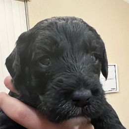 Cavapoo, Cockapoo, Goldendoodle, and Poodle Puppies from Clad Doodles