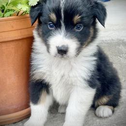 Bradley - Black tri-color male Australian Shepherd puppy in Loda, Illinois from Pilcher Farms