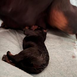 Rottweiler Puppies from Vom Arnold-Hause Rottweilers