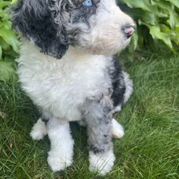 Bernedoodle Puppies from Lovey Dovey Bernedoodles