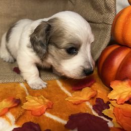 Dachshund Puppies from Ozark Dachshunds