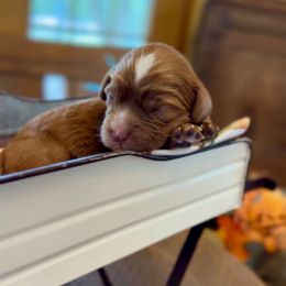 Jack Straw - Red male Cavapoo puppy in El Dorado Springs, Missouri from Cavish's Missouri Cavaliers, Cavapoos, and Miniature Poodles