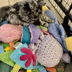 Gambler - Black merle male Mudi puppy in Benson, Arizona from Twisted Acres Border Collies and Mudi