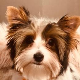 Charlie - Yorkshire Terrier
