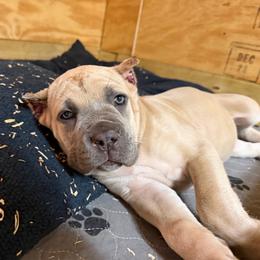 Brown collar - Fawn female Cane Corso puppy in Briggs, Texas from Capital City Corso’s