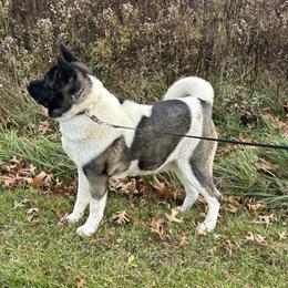 Kendal - Akita