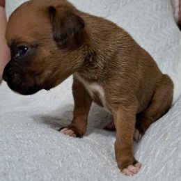 Girl 4 - Boxer puppy in Franklin, Georgia from Lakeside Kennels of Franklin