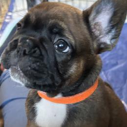 French Bulldog Puppies from Fishie's Frenchies