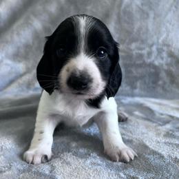 Basil - Piebald male Dachshund puppy in Ocala, Florida from Weenie Boops