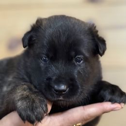 Girl 3 sable - Brindle female Belgian Malinois puppy in Dallas, Texas from OreVis Malinois