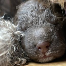 Girl 1 - Brown Lagotto Romagnolo puppy in Fairfield, Iowa from Adagio Lagotto