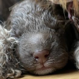 Girl 1 - Brown Lagotto Romagnolo puppy in Fairfield, Iowa from Adagio Lagotto