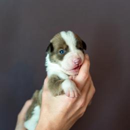 Border Collie, Papillon, Sporty Mix, and Whippet Puppies from Old Hemp Border Collies / Open Horizon Sport Dogs