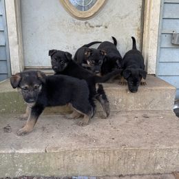 German Shepherd Puppies from Dady Shepherds
