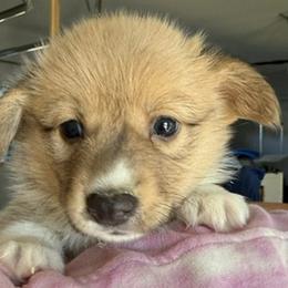 Bear - Sable male Pembroke Welsh Corgi puppy in Riverside, California from Four Aces Corgis