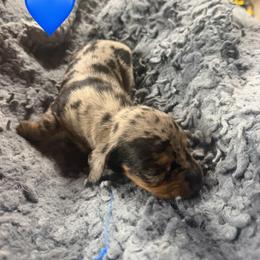 Teddy - Fawn (Isabella) male Dachshund puppy in Birchtree, Missouri from Cruzan Dachshunds