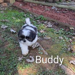 Buddy - Black gold and white male Shih Tzu puppy in Clyde, North Carolina from Shawgo Pups