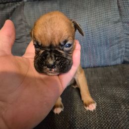 1 - Fawn male Boxer puppy in Pine River, Wisconsin from Jenks Boxers
