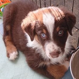 Australian Shepherd Puppies from Craig Creek Aussies