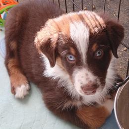 Australian Shepherd Puppies from Craig Creek Aussies