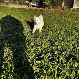 Siberian Husky Puppies from Hargaden Huskies