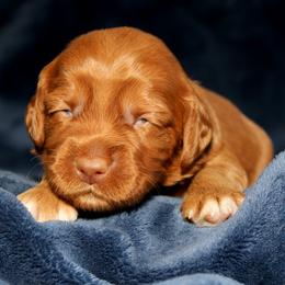 Pavlova - Caramel female Australian Labradoodle puppy in Stanwood, Washington from Victoria Creek Australian Labradoodles