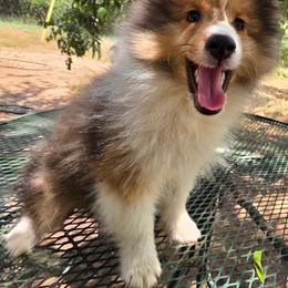 Cracker Jack - White and sable male Shetland Sheepdog puppy in Texas from Nokomis Shelties