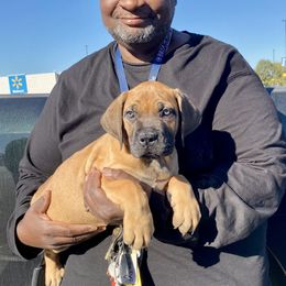 Boerboel Puppies from Heritage Boerboels