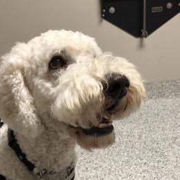 Louie - Labradoodle